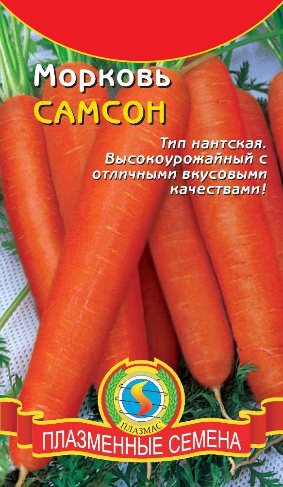 Морковь «самсон»: описание сорта