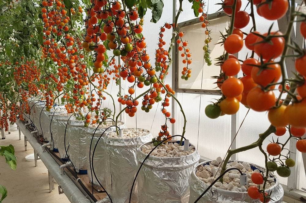 Гидропоника: изучаем нюансы выращивания томатов