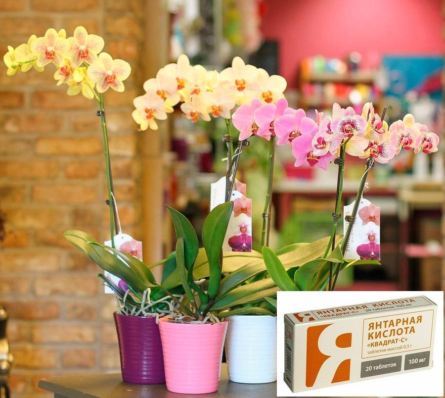 Узнайте, как применять янтарную кислоту для орхидей