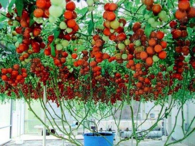 Выращивание томатных деревьев в открытом грунте