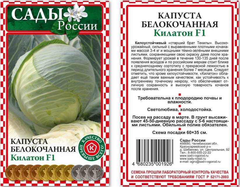 Капуста описание. Сорт капусты Килатон. Капуста сорт Килатон характеристика. Капуста белокочанная Килатон f1. Капуста Килатон f1.