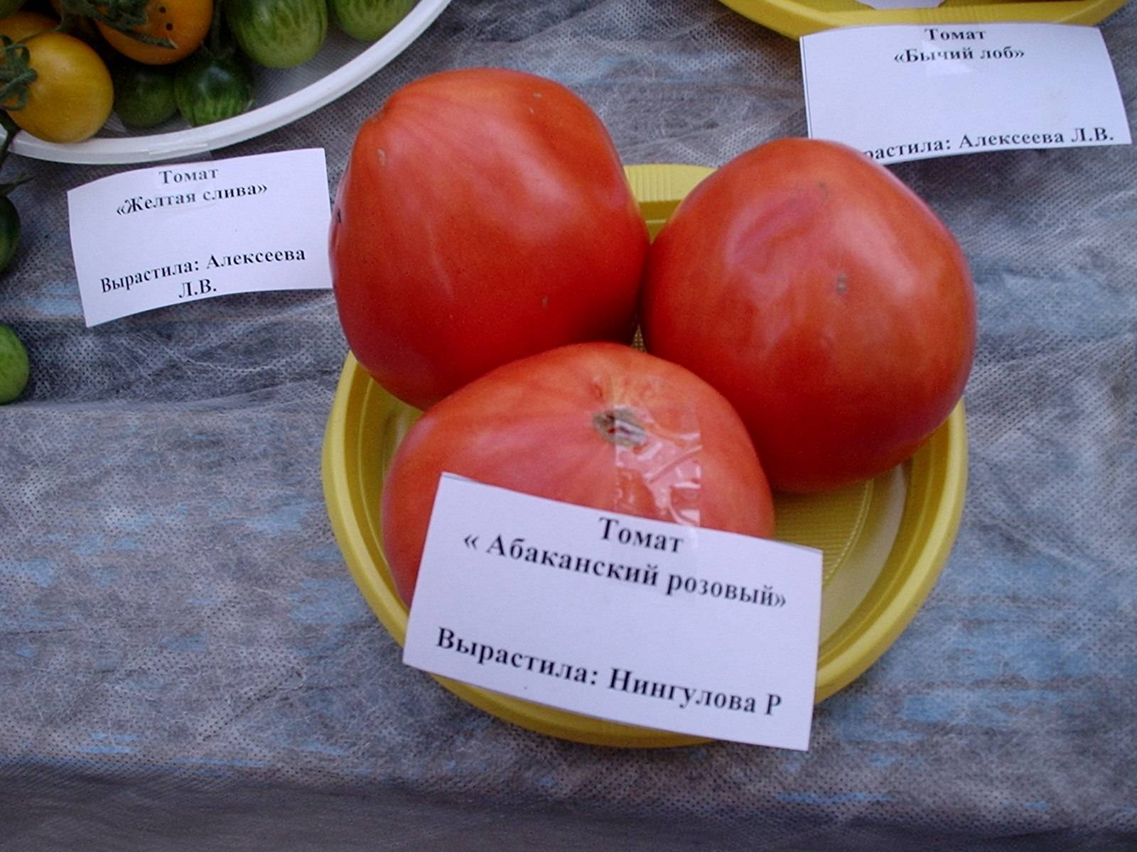 Томаты "лентяйка": описание сорта, фото помидоров, основные характеристики русский фермер