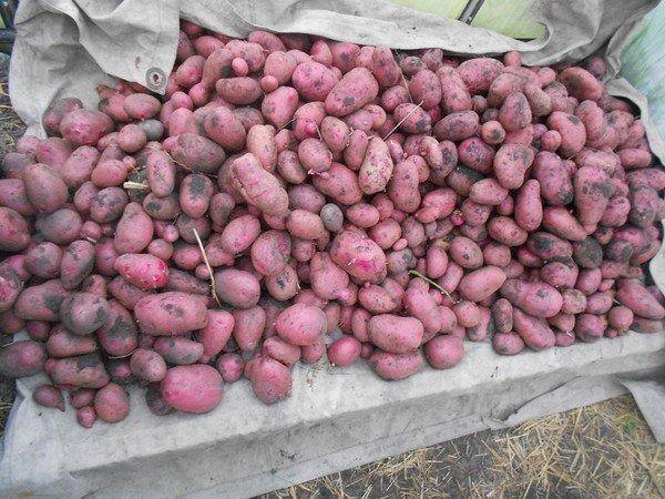 Лапоть: описание семенного сорта картофеля, характеристики, агротехника