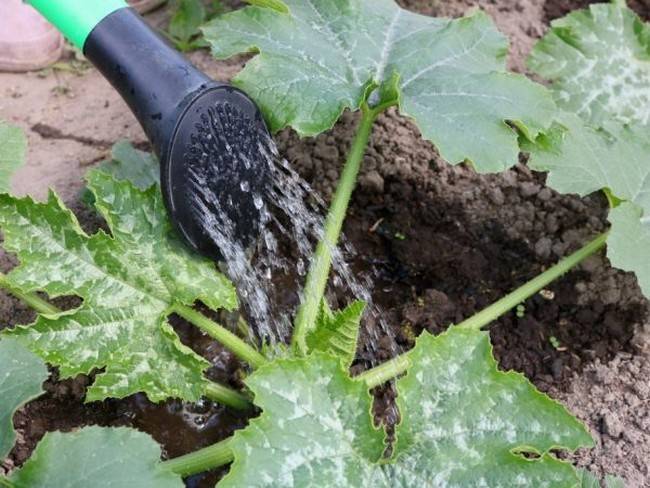 ✅ полив тыквы в открытом грунте: как часто надо поливать тыкву в жаркую погоду - tehnomir32.ru