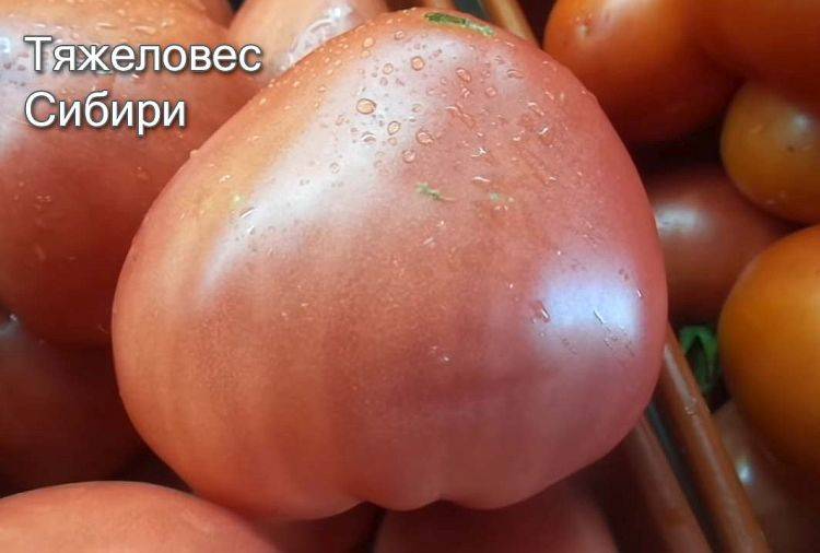 Тяжеловес сибири: описание сорта томата, характеристики помидоров, посев