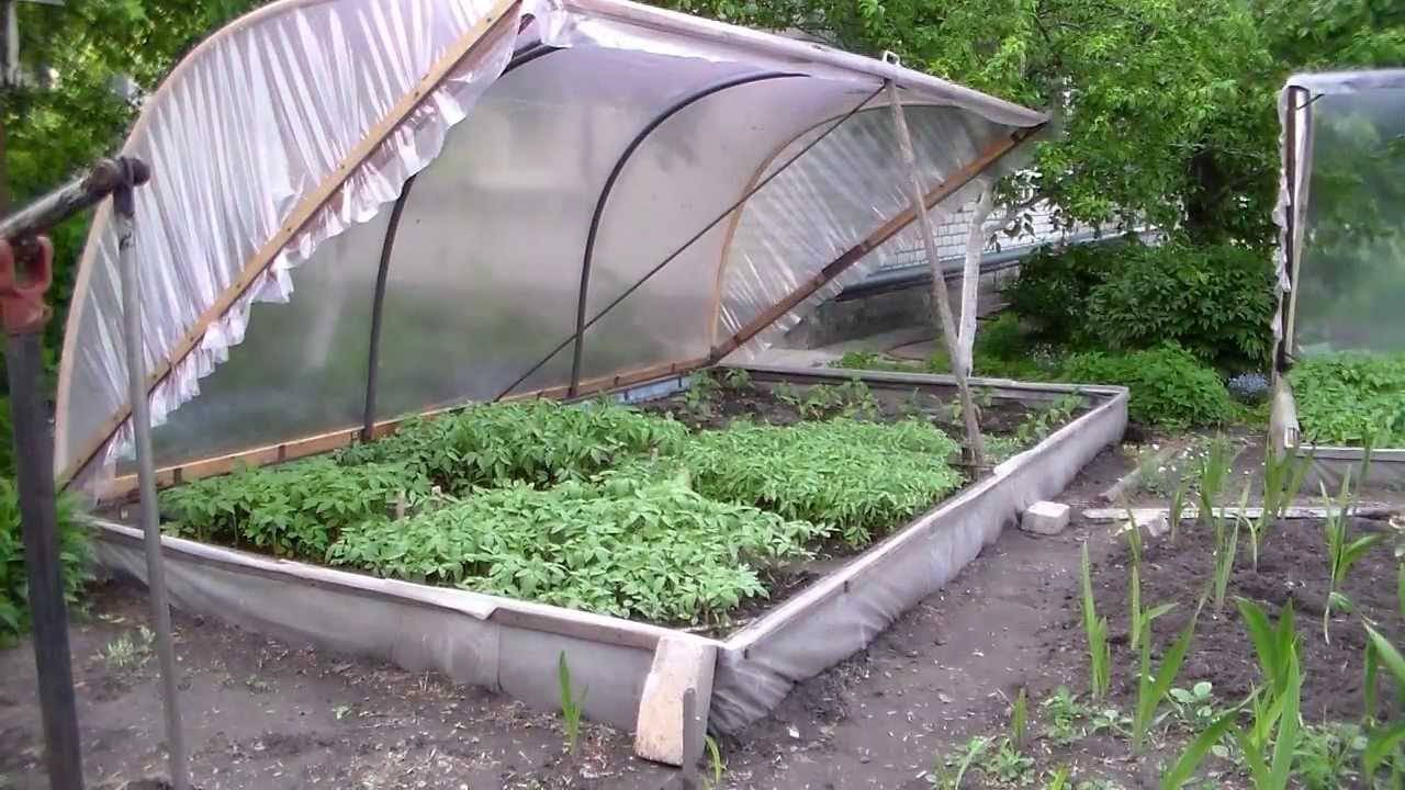 Как выращивать помидоры в теплице зимой и летом > видео + фото выращивания круглый год