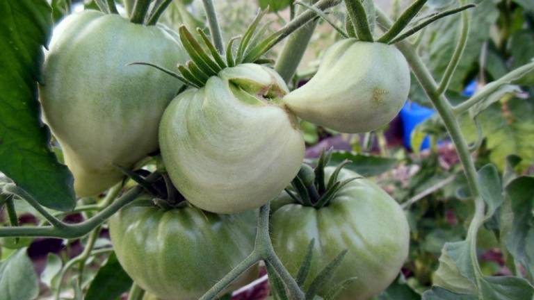 Один из самых любимых среди огородников томат «тяжеловес сибири»: стойкий, раннеспелый и высокоурожайный сорт