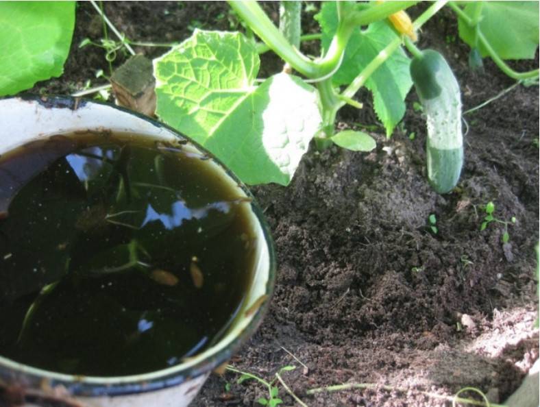Подкормка огурцов в открытом грунте народными средствами: чем удобрять, чем полить