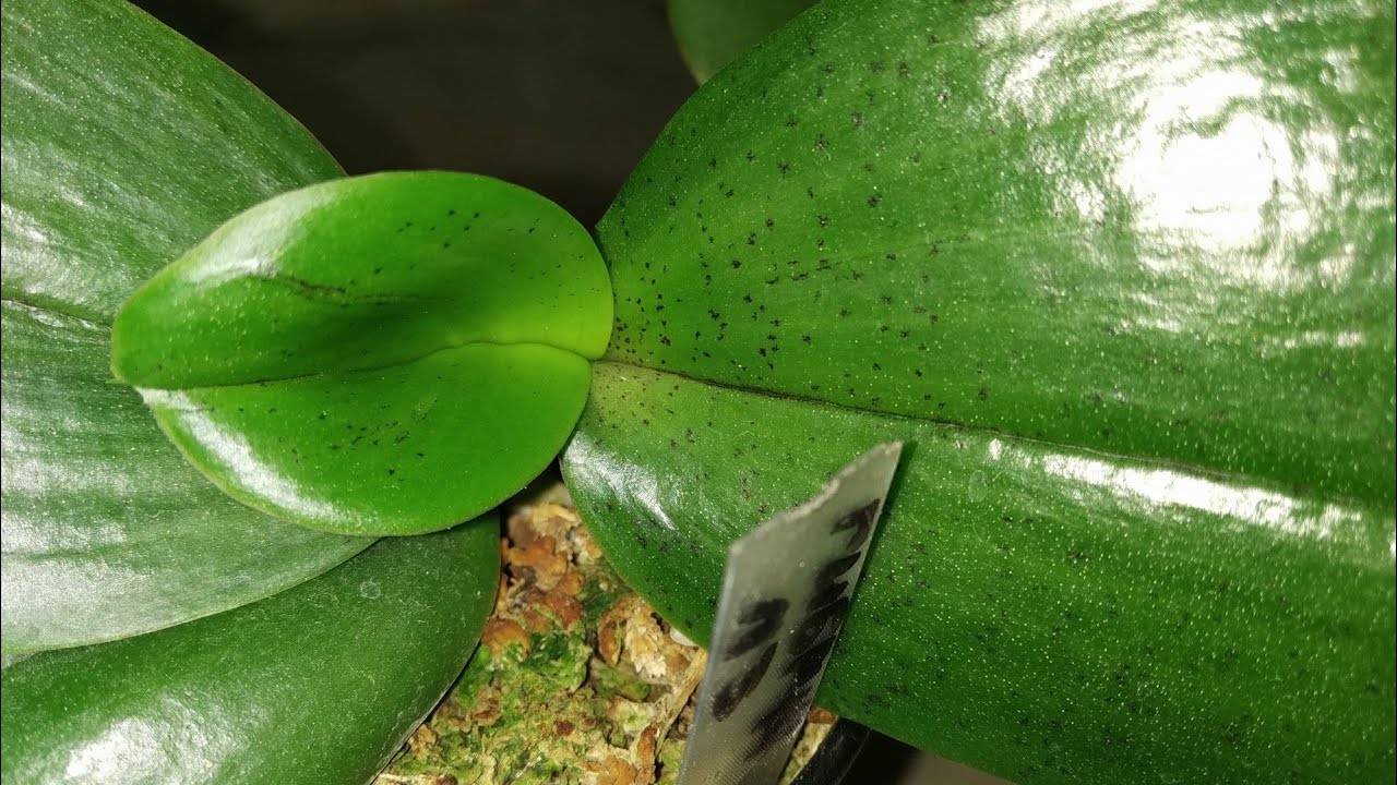 Трипсы на орхидее: откуда они берутся, фото вредителей, а также как с ними бороться и какие средства помогут избавиться от насекомых selo.guru — интернет портал о сельском хозяйстве