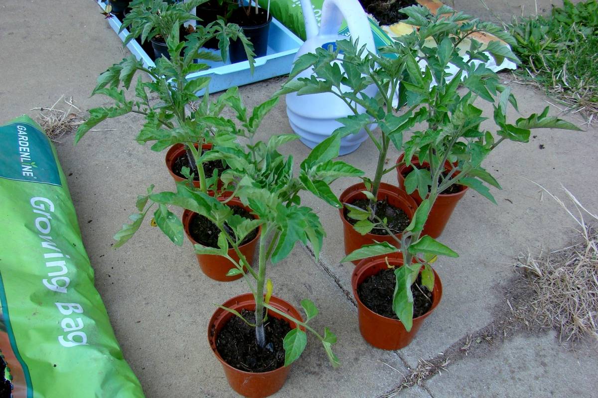 Подмерзли помидоры: что делать, чтобы оживить растения после заморозков