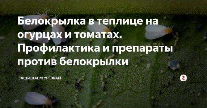 Защищаем урожай помидор и огурцов от нашествия белокрылки