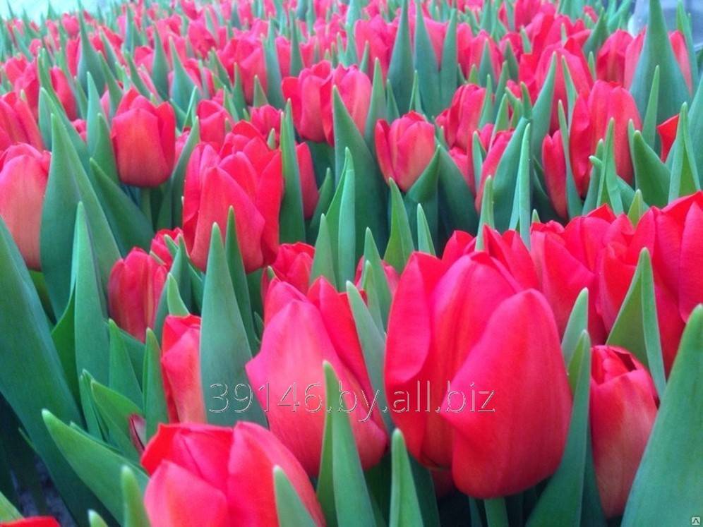 Тюльпаны «лалибела»: описание сорта и тонкости его выращивания - ваша дача