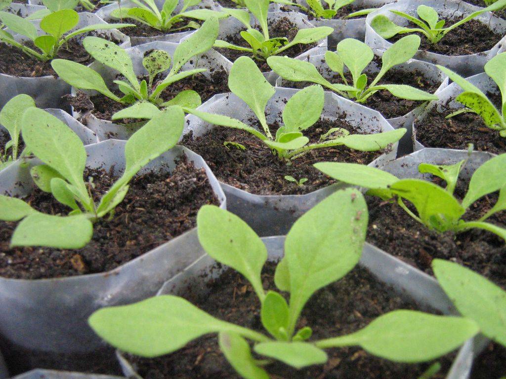 Выращивание рассады тыквы в домашних условиях