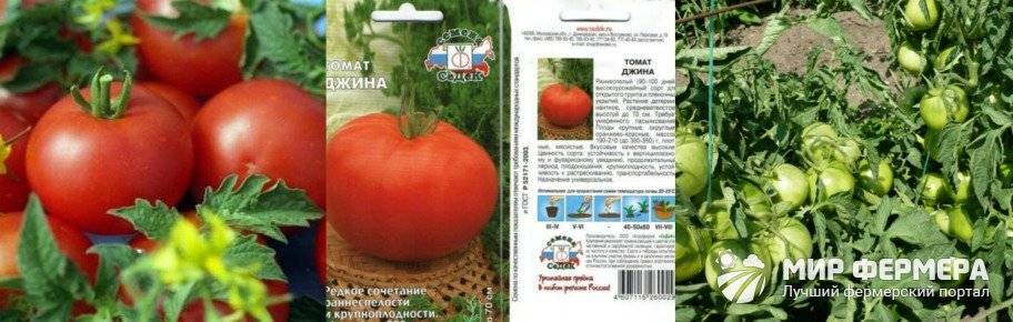 Неприхотливый томат джина: стабильные урожаи в любое лето