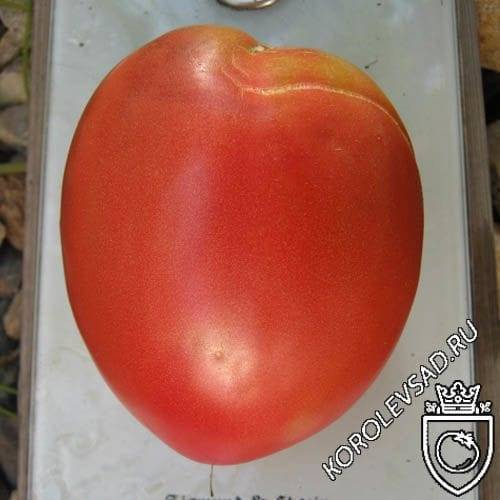 Сортовая характеристика томата малиновка