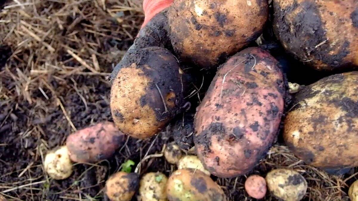 Соломенный картофель посадка, выращивание, фото - botanico.ru