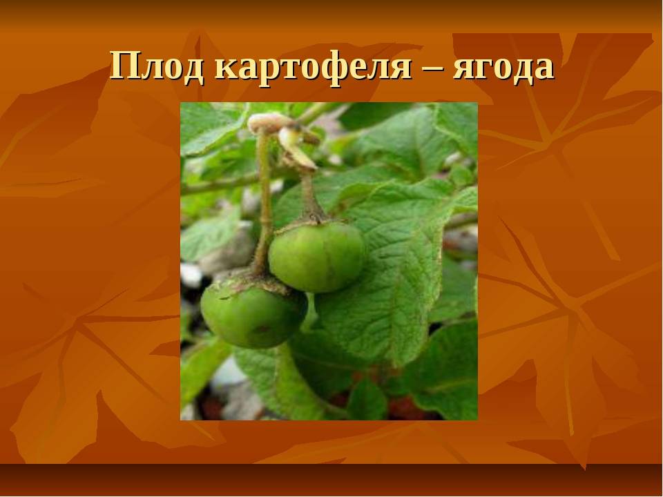 Необходимые или придуманные действия с ягодами картофеля, образовавшихся после цветения