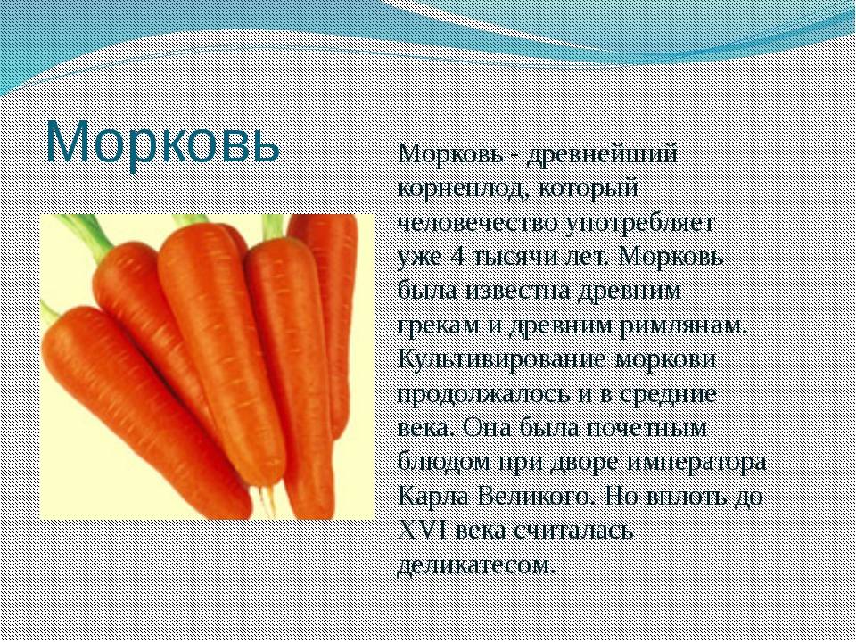 Морковь относится к группе. Рассказать о морковке. Доклад про морковь. Интересные сведения о морковке. Информация о моркови кратко.