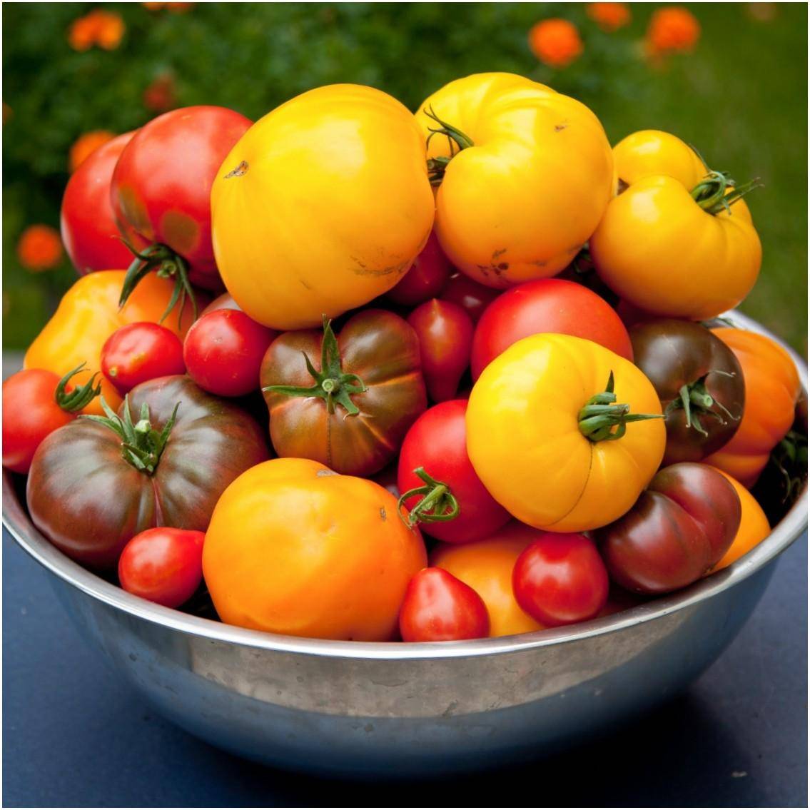 Характеристика сорта томатов огни москвы - журнал садовода ryazanameli.ru