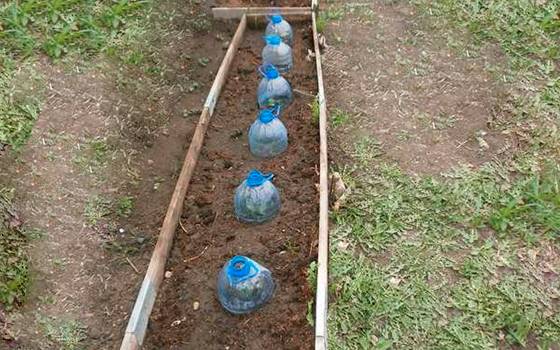 Кабачки - выращивание и уход в отрытом грунте