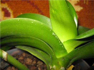 На листьях орхидеи липкие капли: почему появились и что делать. разные случаи: сладкие, под листьями. что это за болезнь и методы лечения.