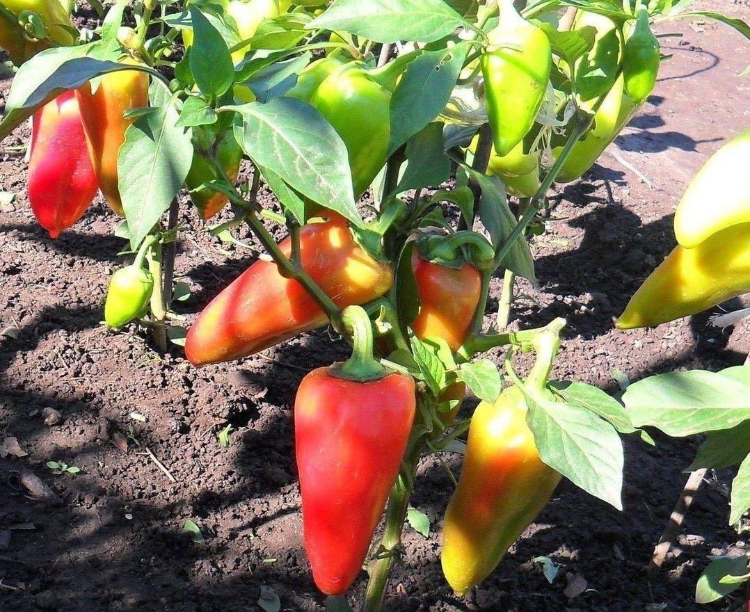 Правильный полив и подкормка перцев для роста и хорошего урожая в теплице и открытом грунте