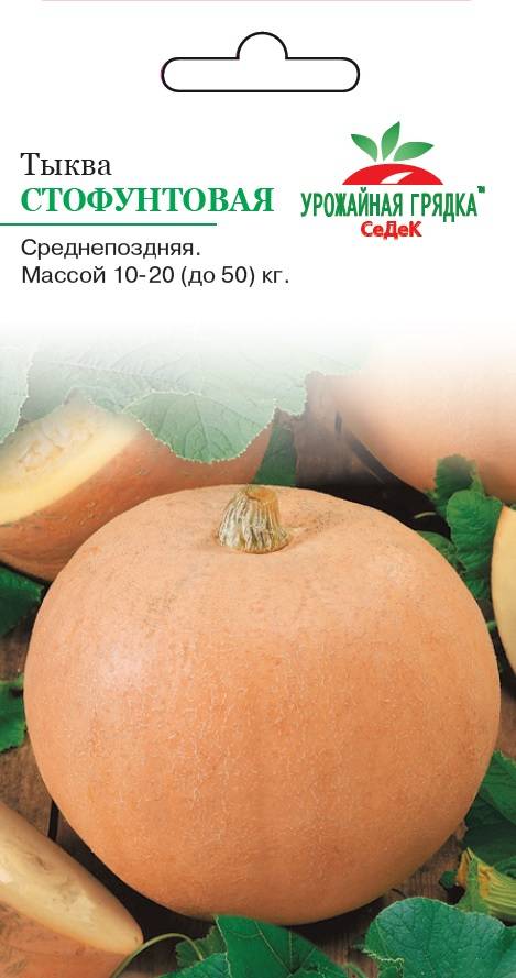 ✅ все о сладкой тыкве плюшка: описание сорта, секреты выращивания - tehnomir32.ru