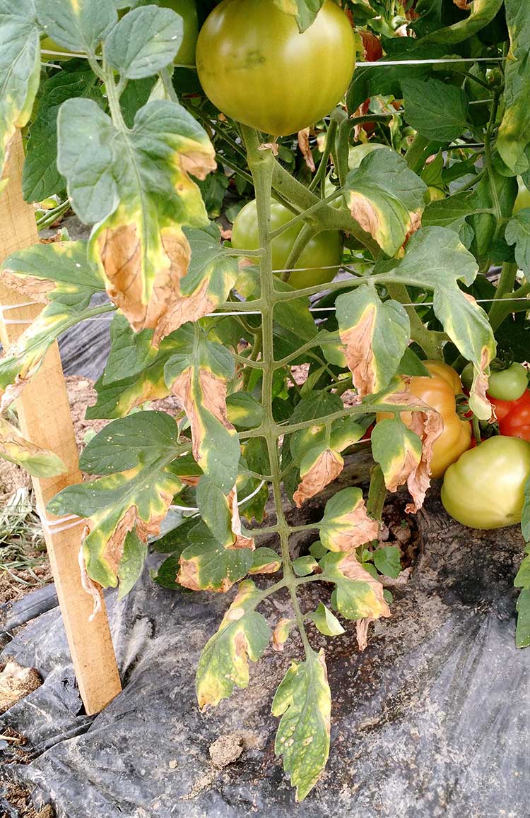 Фузариозное увядание томатов: признаки, лечение и профилактика