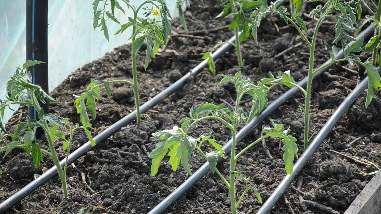 Как правильно сажать помидоры в теплице чтобы был большой урожай