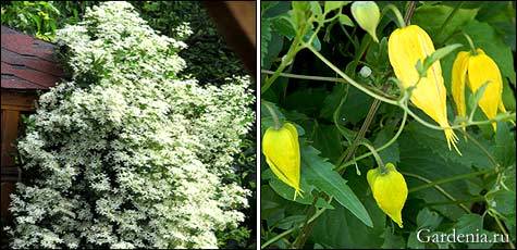 Клематис виноградолистный (24 фото): описание ломоноса винограднолистного. посадка, уход и размножение