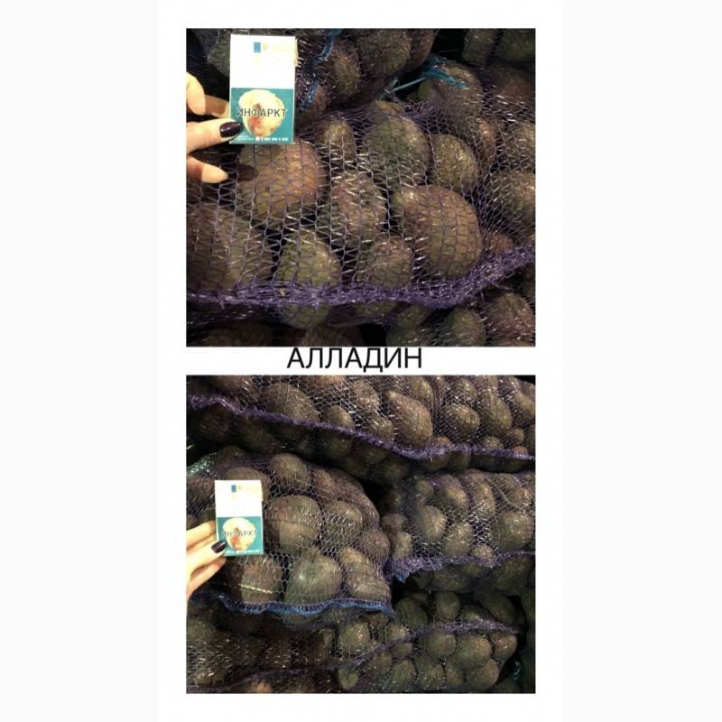 Картофель алладин