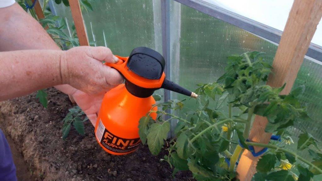 Можно ли поливать рассаду помидоров марганцовкой, как подкармливать, опрыскивавать