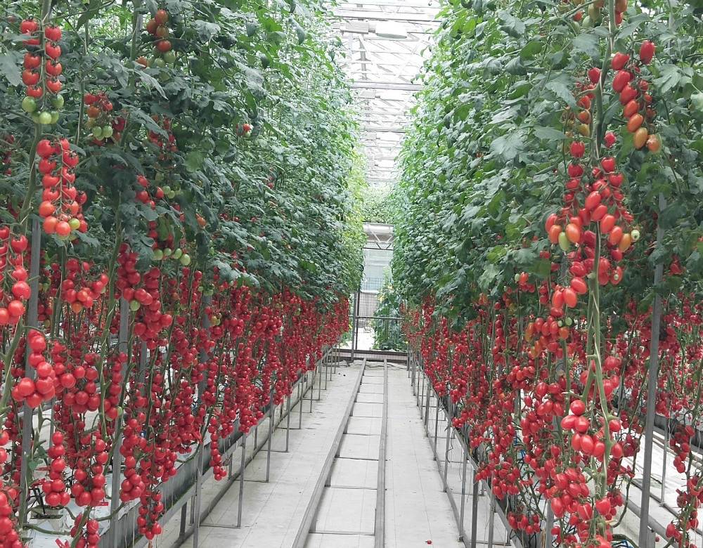 Как вырастить помидоры на гидропонике