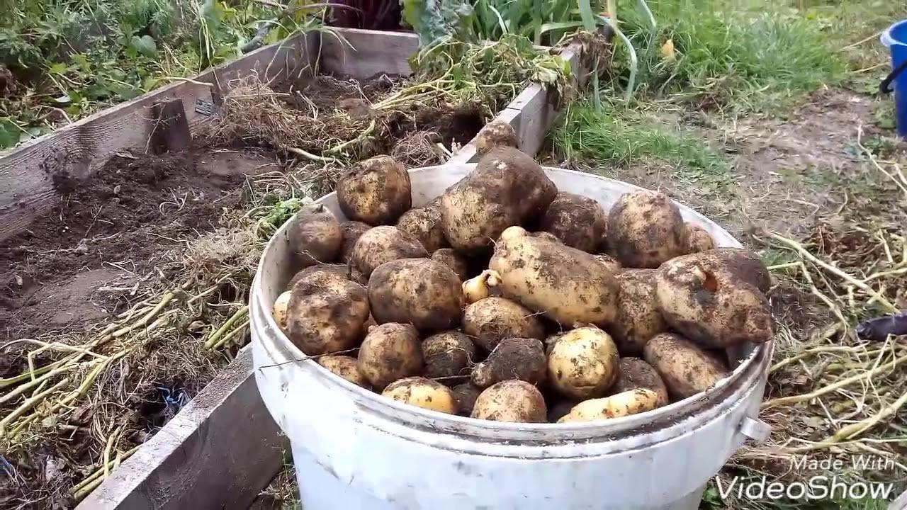 Сажаем картофель по-новому — советы г.кизимы