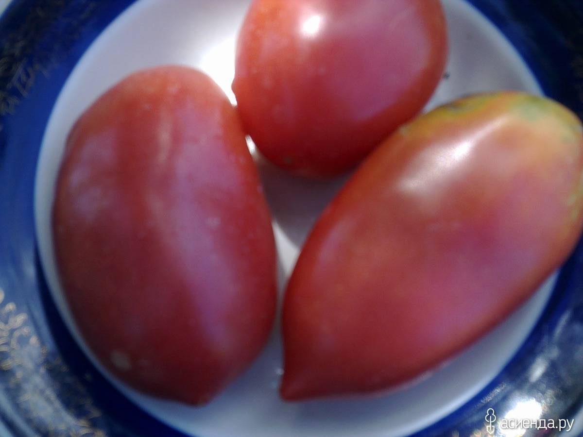 Описание и характеристика томатов сорта киевлянка