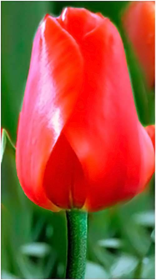Тюльпан лалибела — яркий и красивый сорт