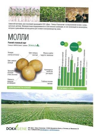 Немецкий картофель сорта молли — отличные вкусовые качества и высокая урожайность