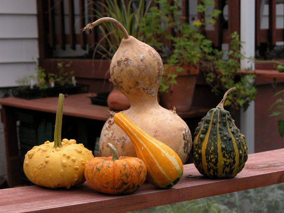 Яркая и красивая декоративная тыква – описание сортов, выращивание, применение