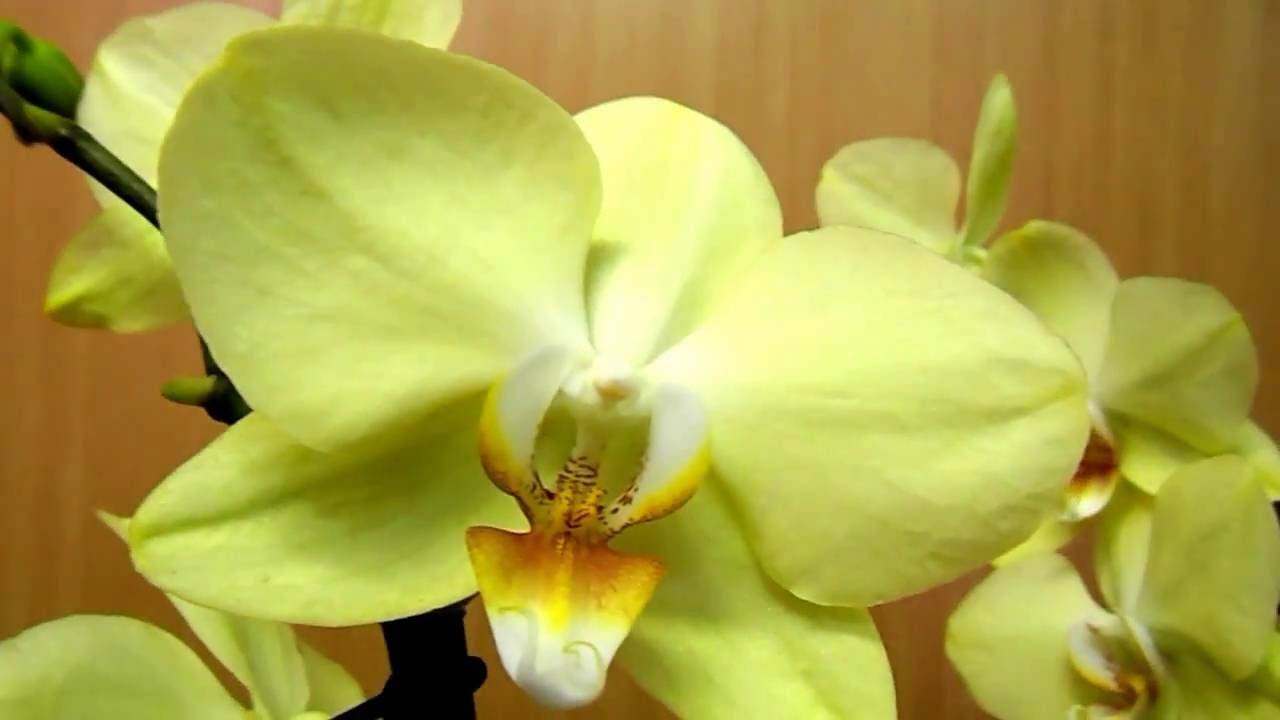 Сорта фаленопсисов: лаймлайт, легато, легенда, леди мармелад, фото и описание орхидеи