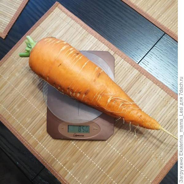Сколько весит одна средняя морковь