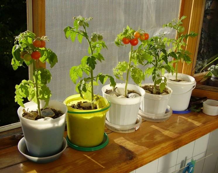 Помидоры на балконе — как вырастить в домашних условиях. пошаговая инструкция по посадке и уходу за комнатными видами томатов (125 фото и видео)