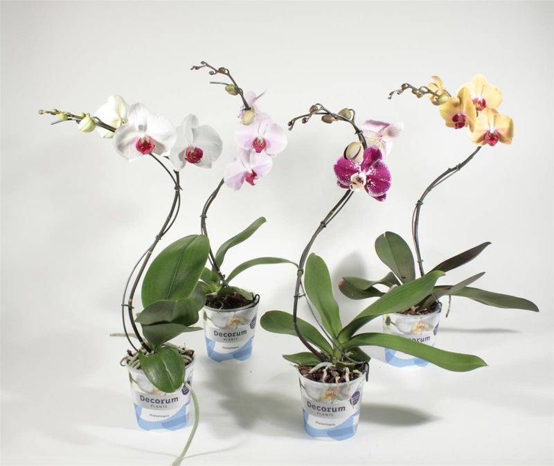 Как у орхидеи появляется цветонос: что это такое, чем отличается от детки, как выглядит на фото, когда выпускает новые стебли, и как долго растут проклюнувшиеся? selo.guru — интернет портал о сельском хозяйстве