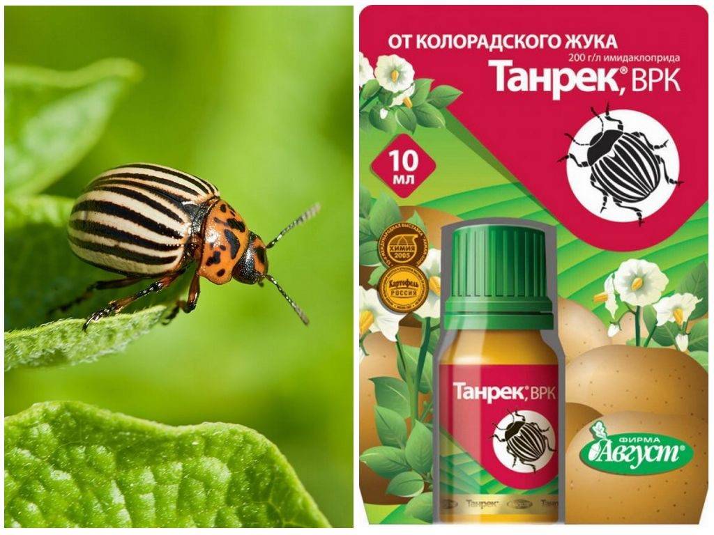 Средства борьбы с колорадским жуком: народные, эффективные препараты защиты картофеля