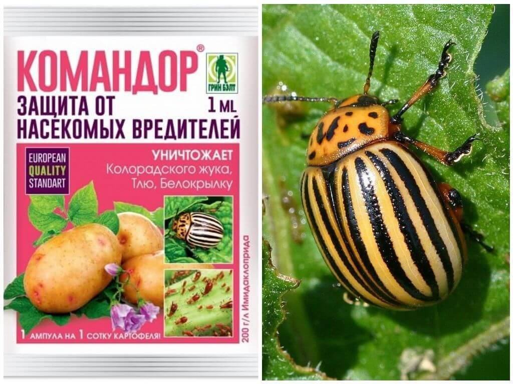 Как избавиться от колорадского жука на картошке навсегда народными и химическими средствами