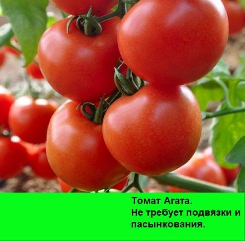 Томат агата — высокоурожайный сорт, дающий до 4 кг плодов с куста