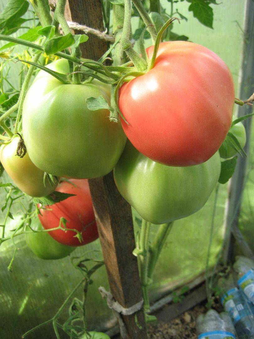Описание сортов томатов, выращенных мной в 2015гг: дневник пользователя ssvetik-5