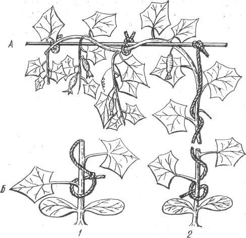 Схема подвязки помидоров в теплице. Схема подвязывания огурцов в теплице. Подвязка томатов скользящей петлей. Подвязать огурцы в теплице схема. V образная подвязка огурцов в теплице.