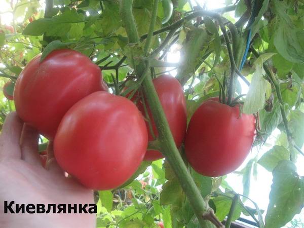Томат иваныч: фото, отзывы, характеристика и описание сорта, урожайность