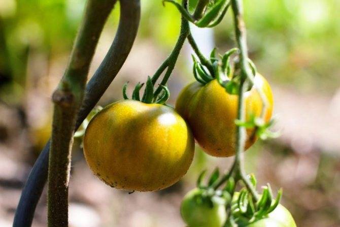 Томат рапунцель: описание сорта, урожайность и отзывы