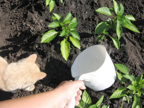 Подкормка перцев в открытом грунте: как и чем подкормить – сад и огород своими руками